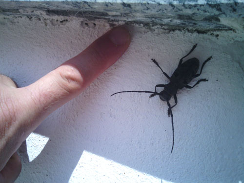 Morimus asper, femmina